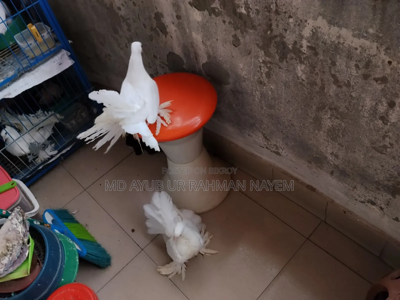 Fancy Pigeon