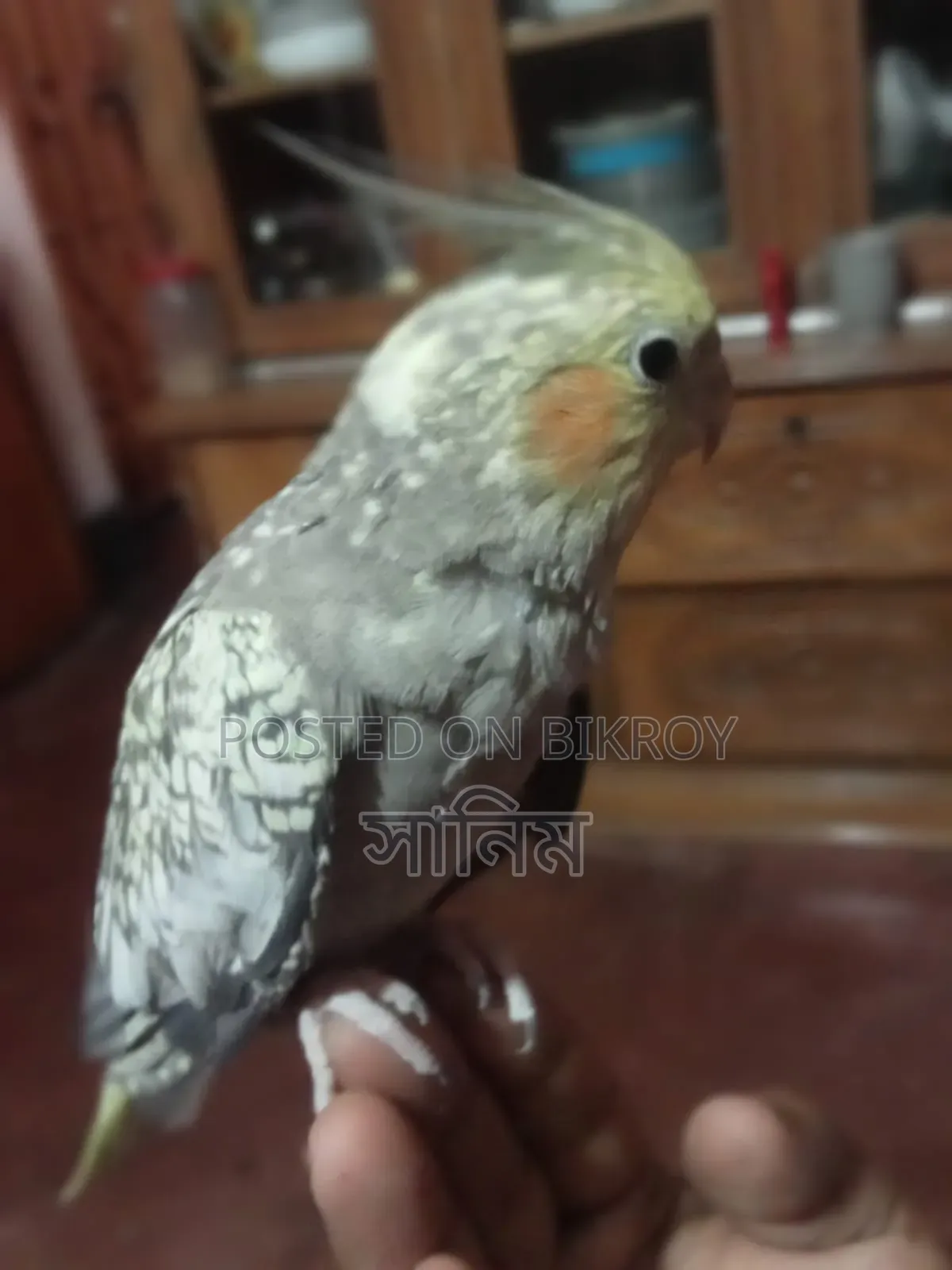 Cockatiel Bird for Sale