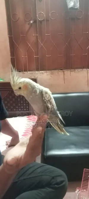 Cockatiel Bird for Sale
