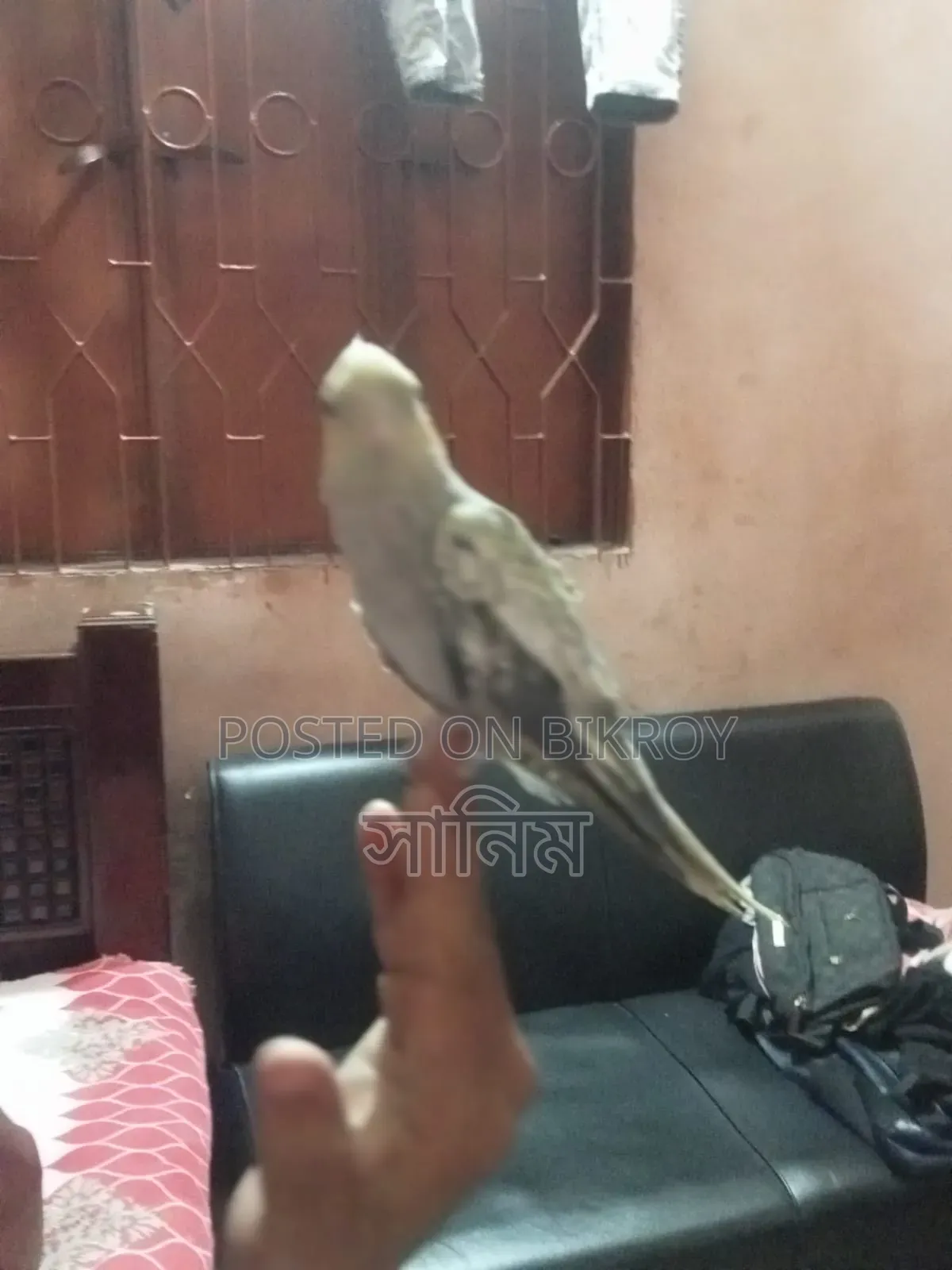 Cockatiel Bird for Sale