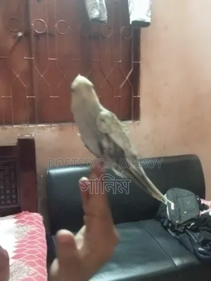 Cockatiel Bird for Sale