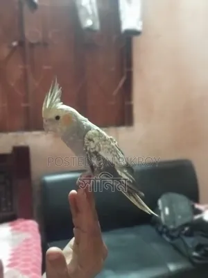 Cockatiel Bird for Sale