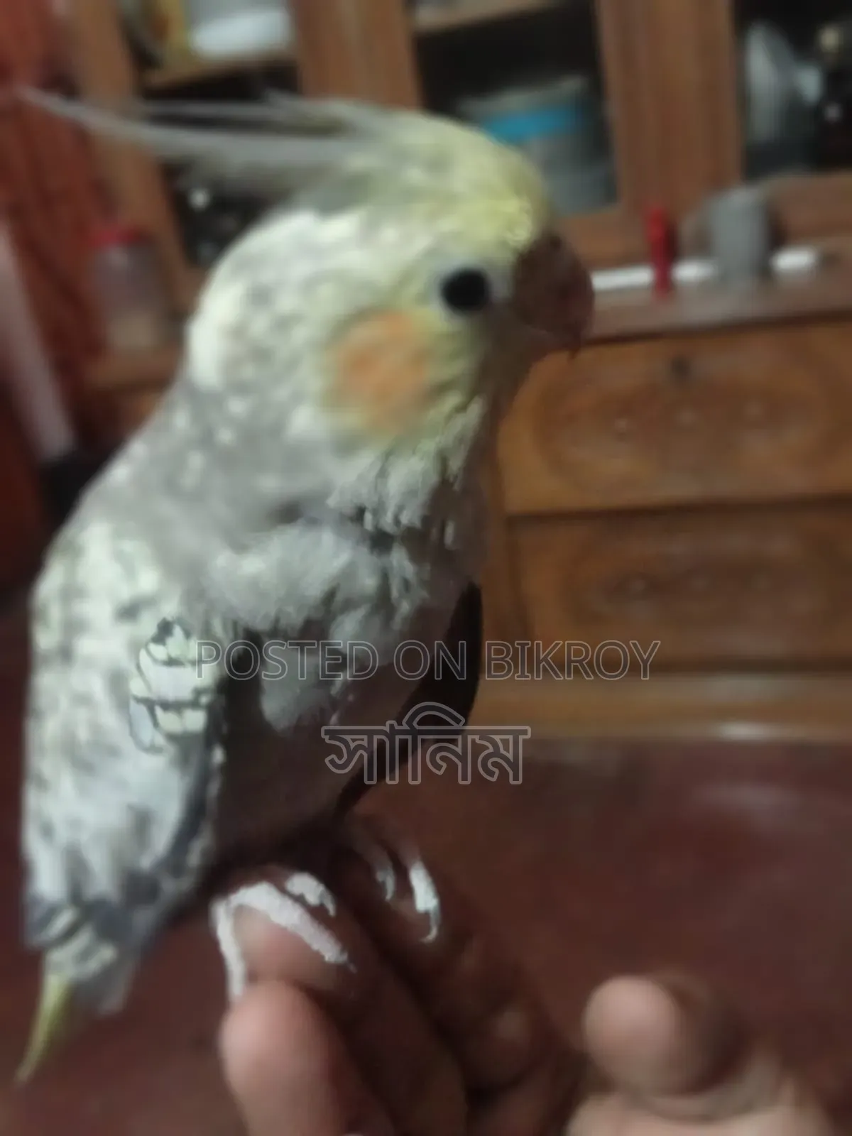 Cockatiel Bird for Sale