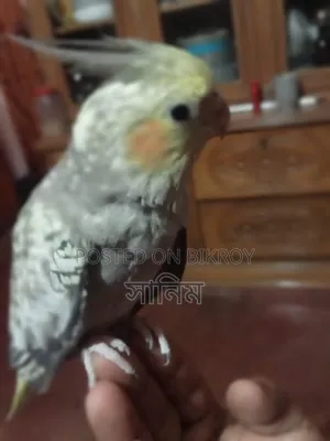 Cockatiel Bird for Sale