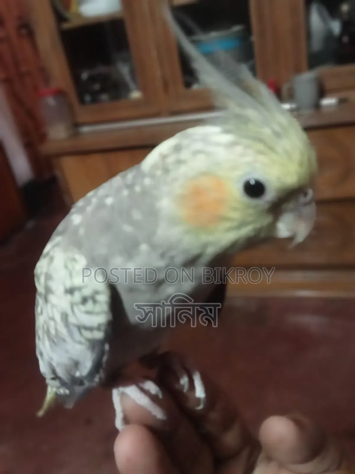 Cockatiel Bird for Sale