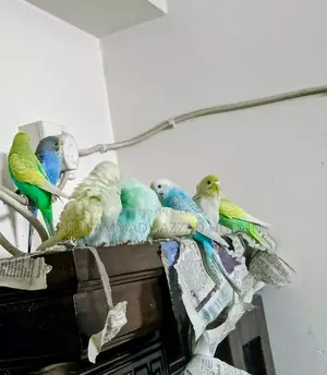 Budgerigar Pair
