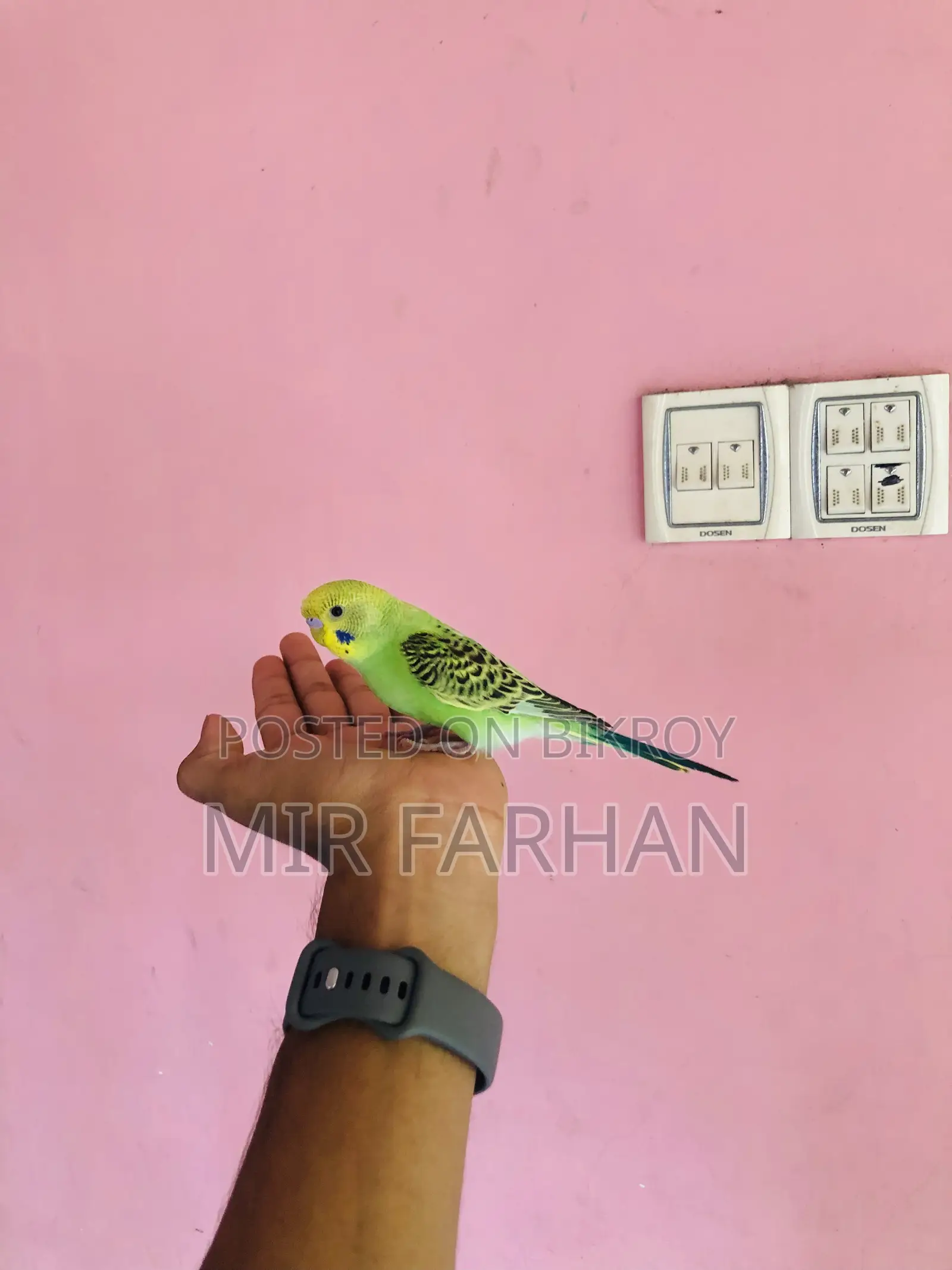 Full Tame Bird, for sale!