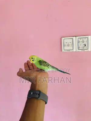 Full Tame Bird, for sale!