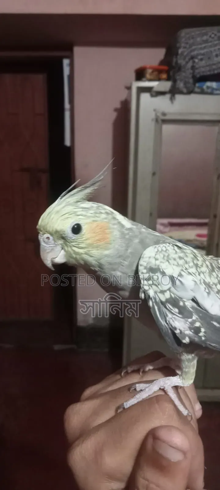 Cockatiel Bird for Sale