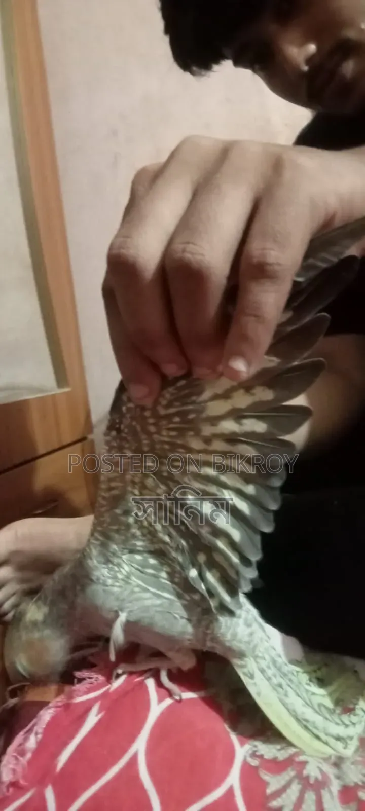 Cockatiel Bird for Sale