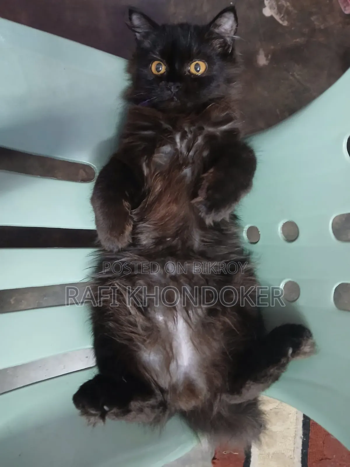 6-12 Months Male Purebred Persian