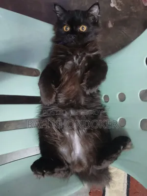 6-12 Months Male Purebred Persian