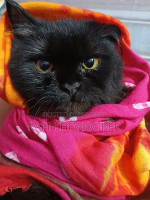 6-12 Months Male Purebred Persian