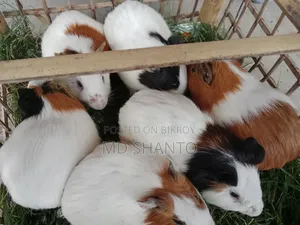 A pair of guinea pigs