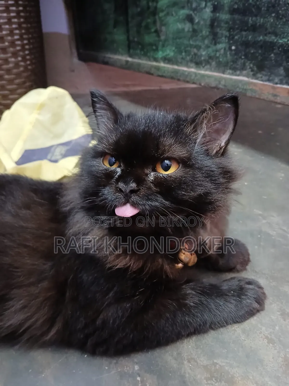 6-12 Months Male Purebred Persian