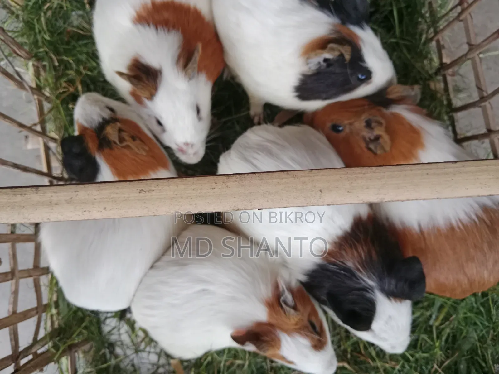 A pair of guinea pigs