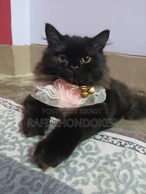 6-12 Months Male Purebred Persian