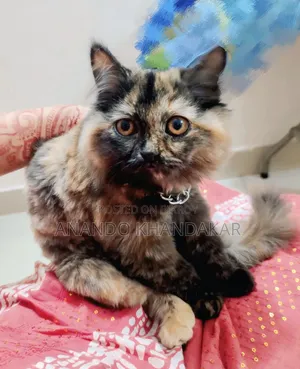 3-6 Months Female Purebred Persian