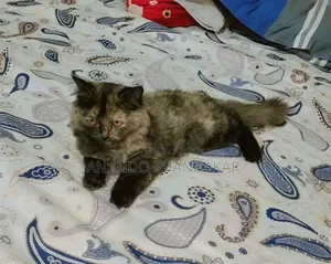 3-6 Months Female Purebred Persian