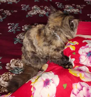 3-6 Months Female Purebred Persian