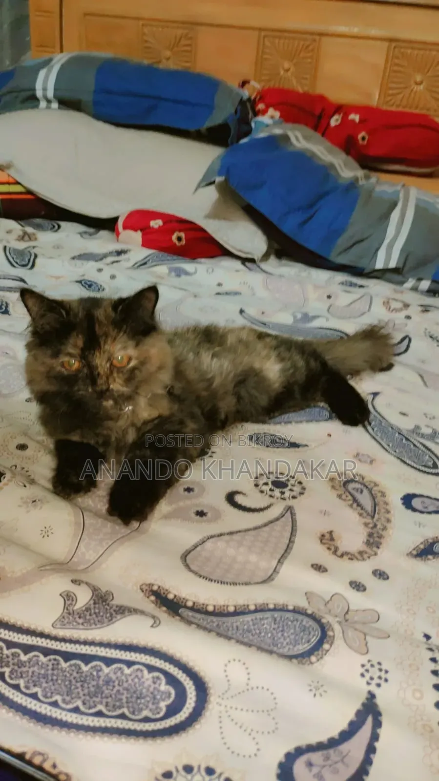 3-6 Months Female Purebred Persian