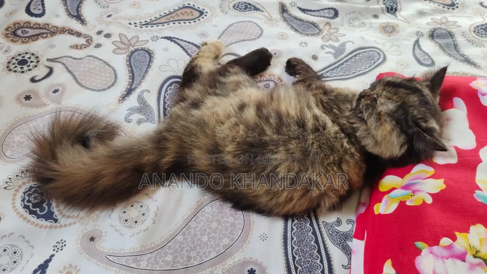 3-6 Months Female Purebred Persian