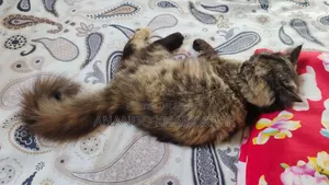 3-6 Months Female Purebred Persian