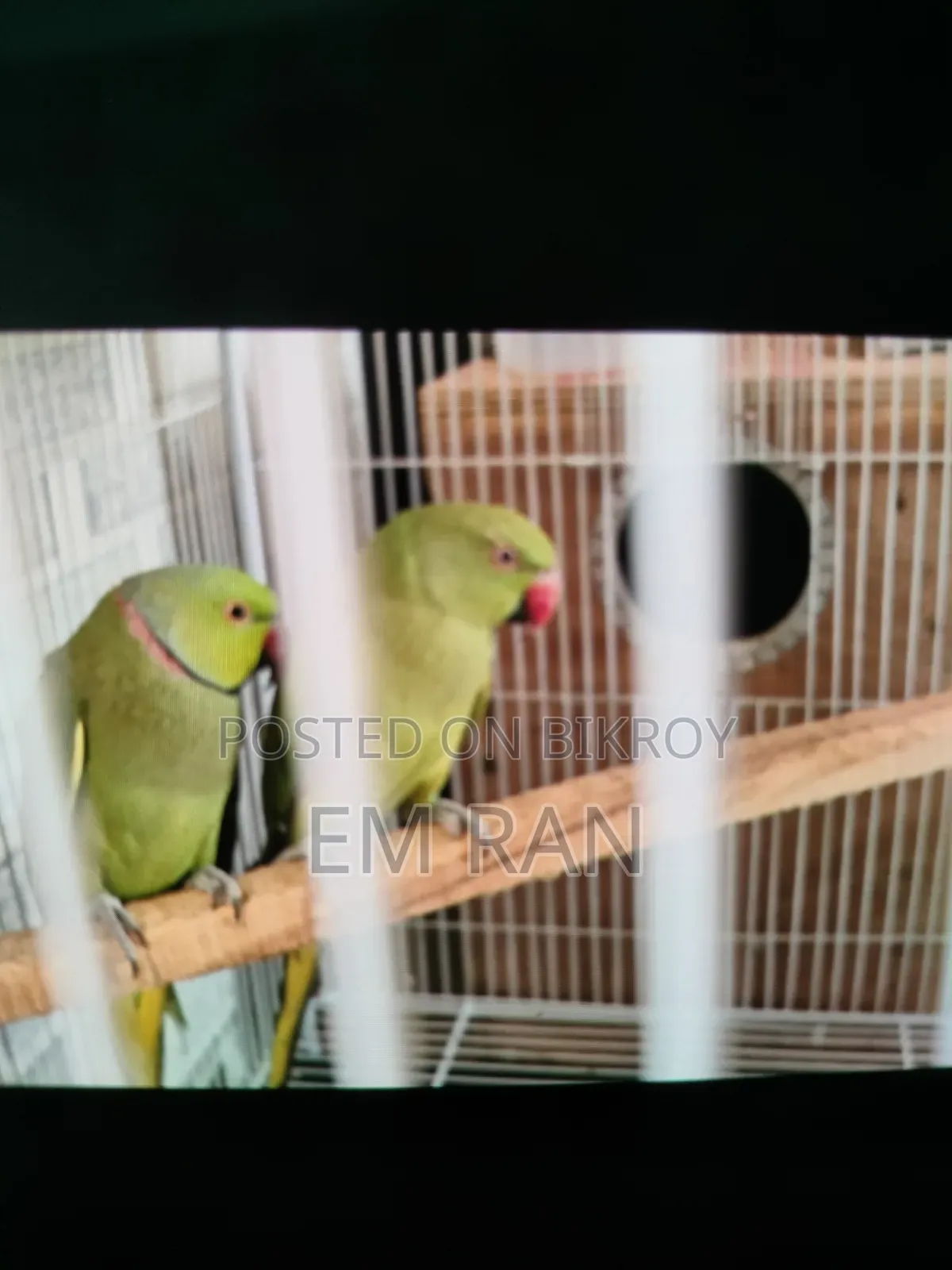 Parrot Running Pair