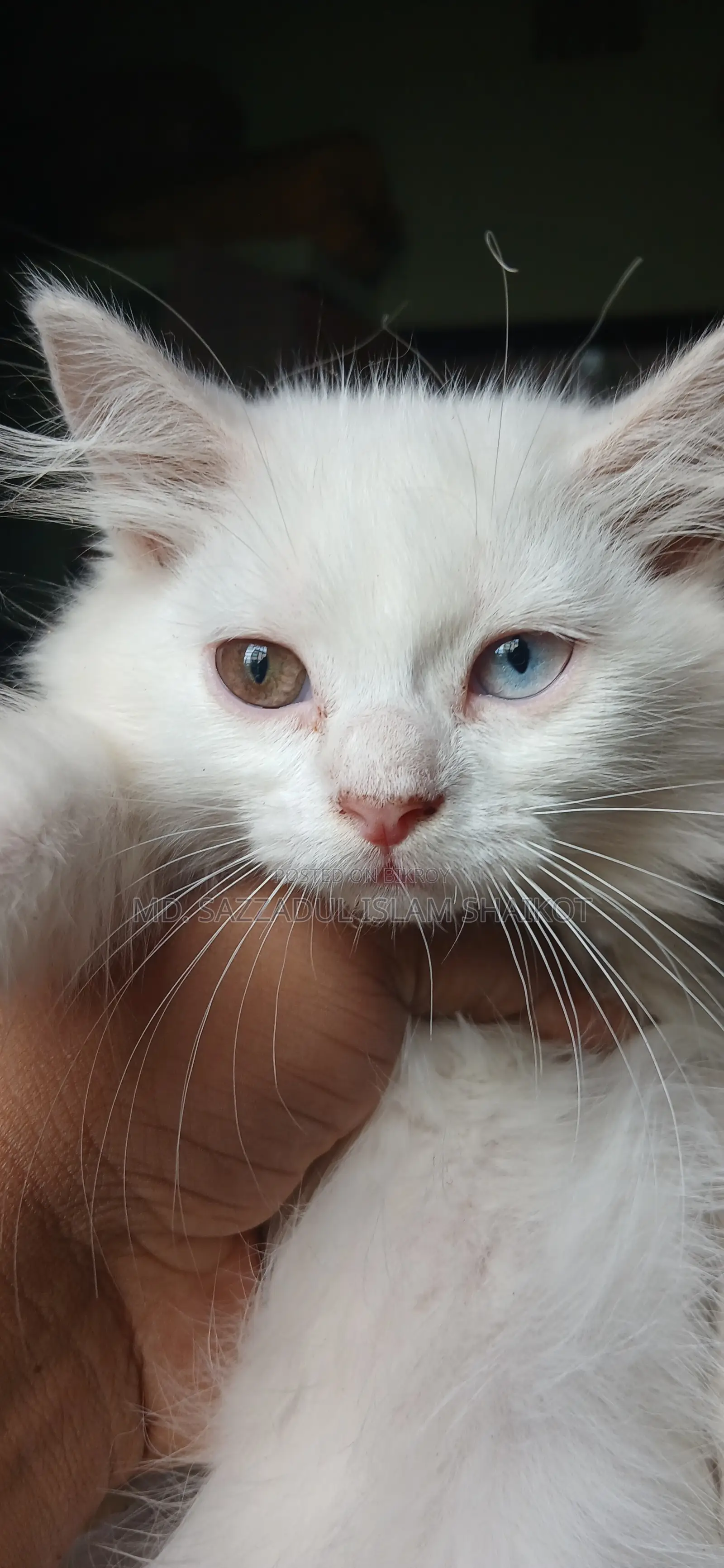 3-6 Months Female Purebred Persian Cat
