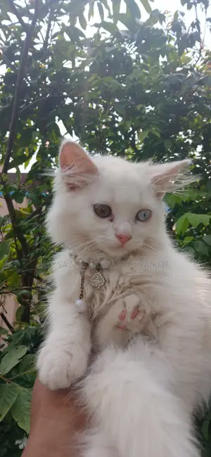 3-6 Months Female Purebred Persian Cat
