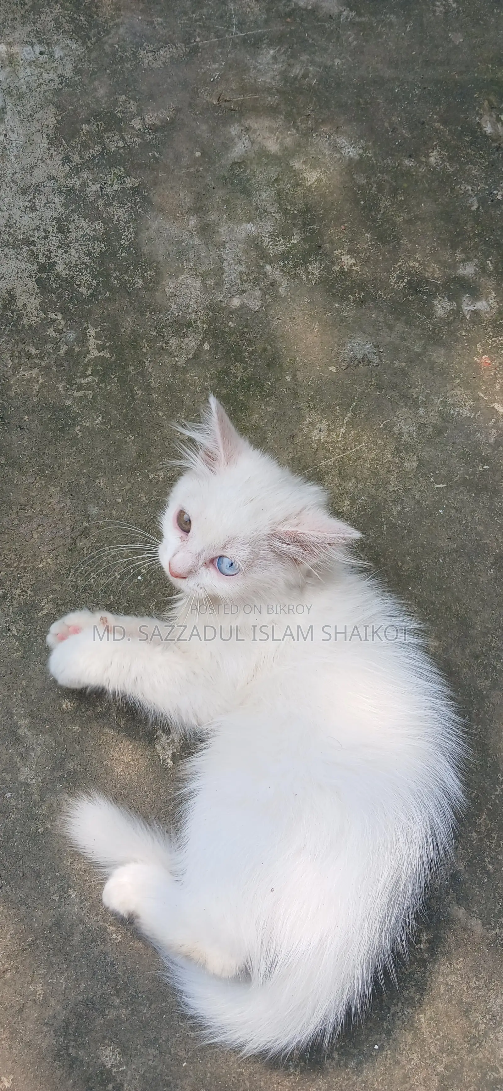 3-6 Months Female Purebred Persian Cat