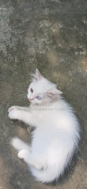 3-6 Months Female Purebred Persian Cat