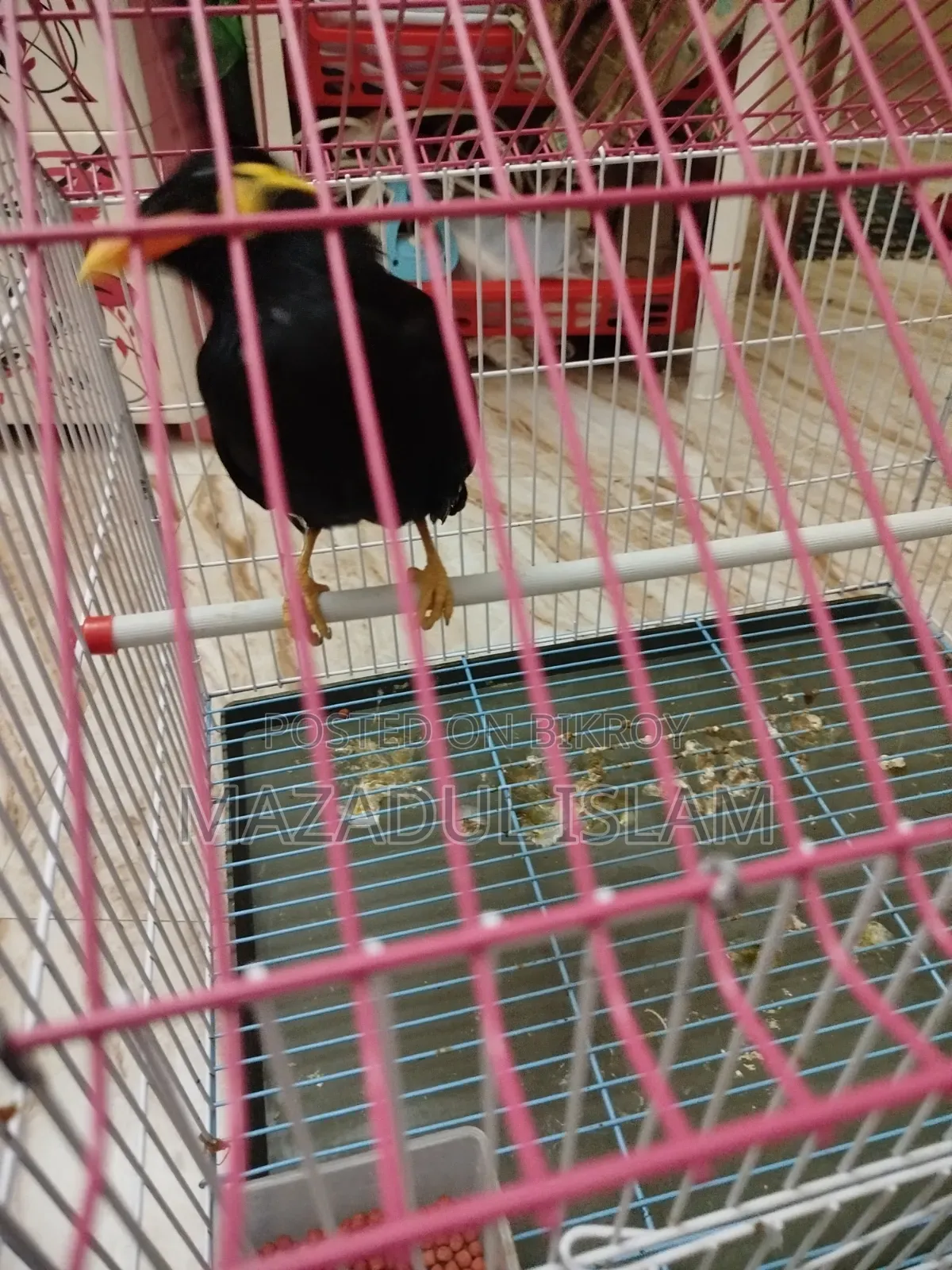 Talking Hill Myna Bird