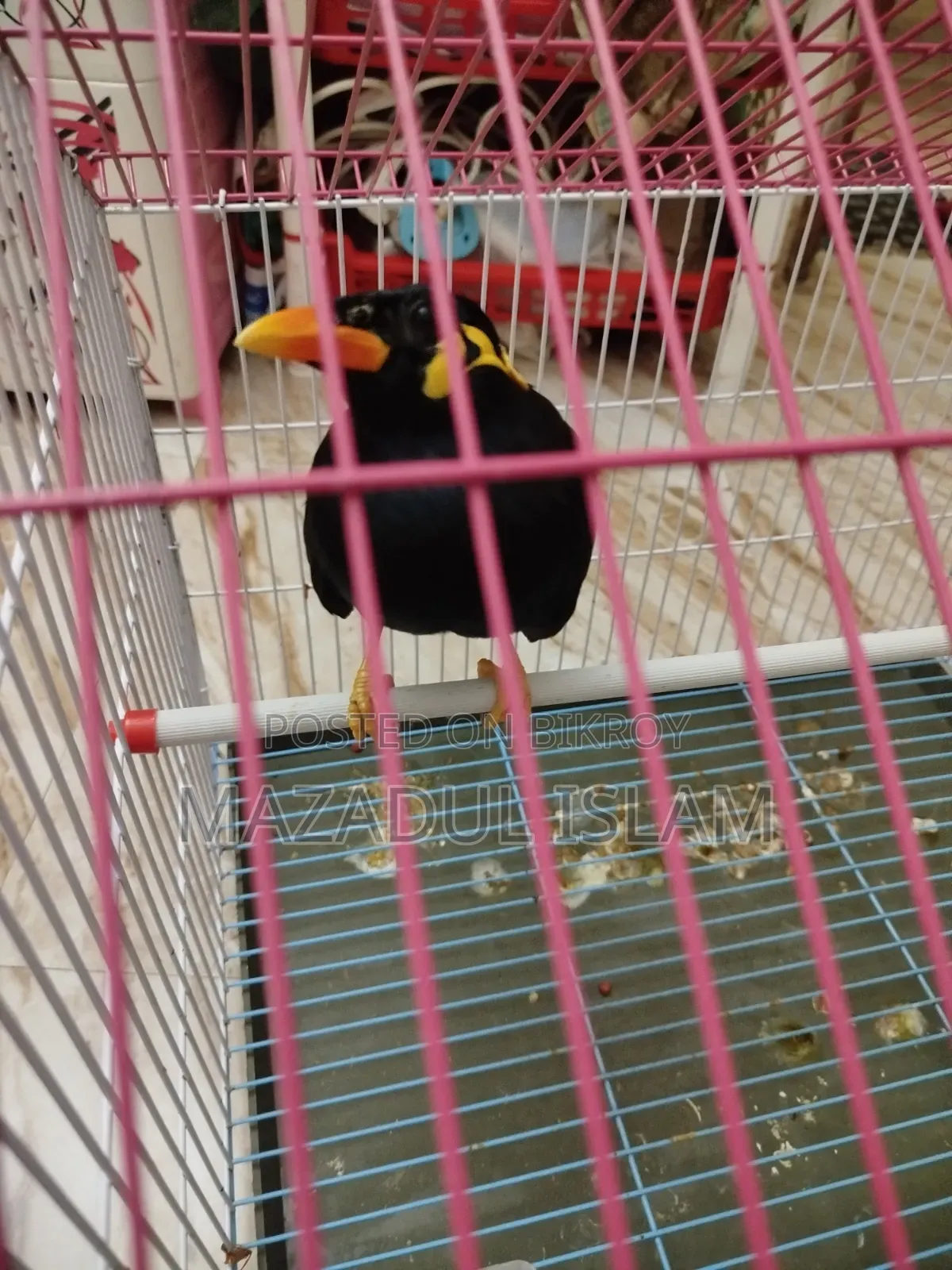 Talking Hill Myna Bird