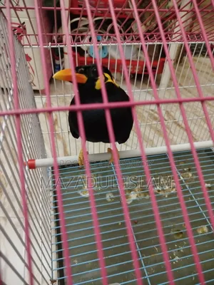 Talking Hill Myna Bird