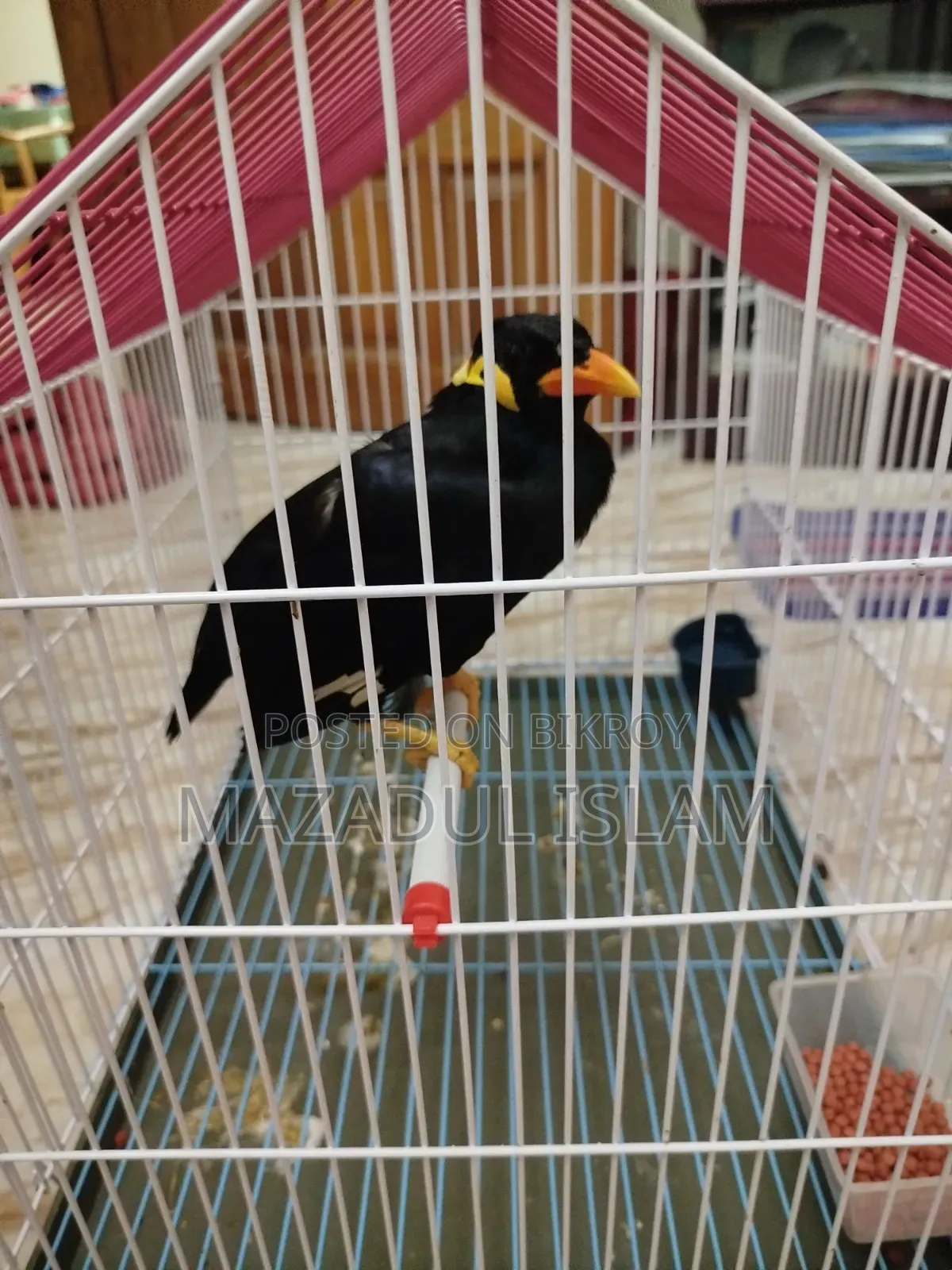 Talking Hill Myna Bird