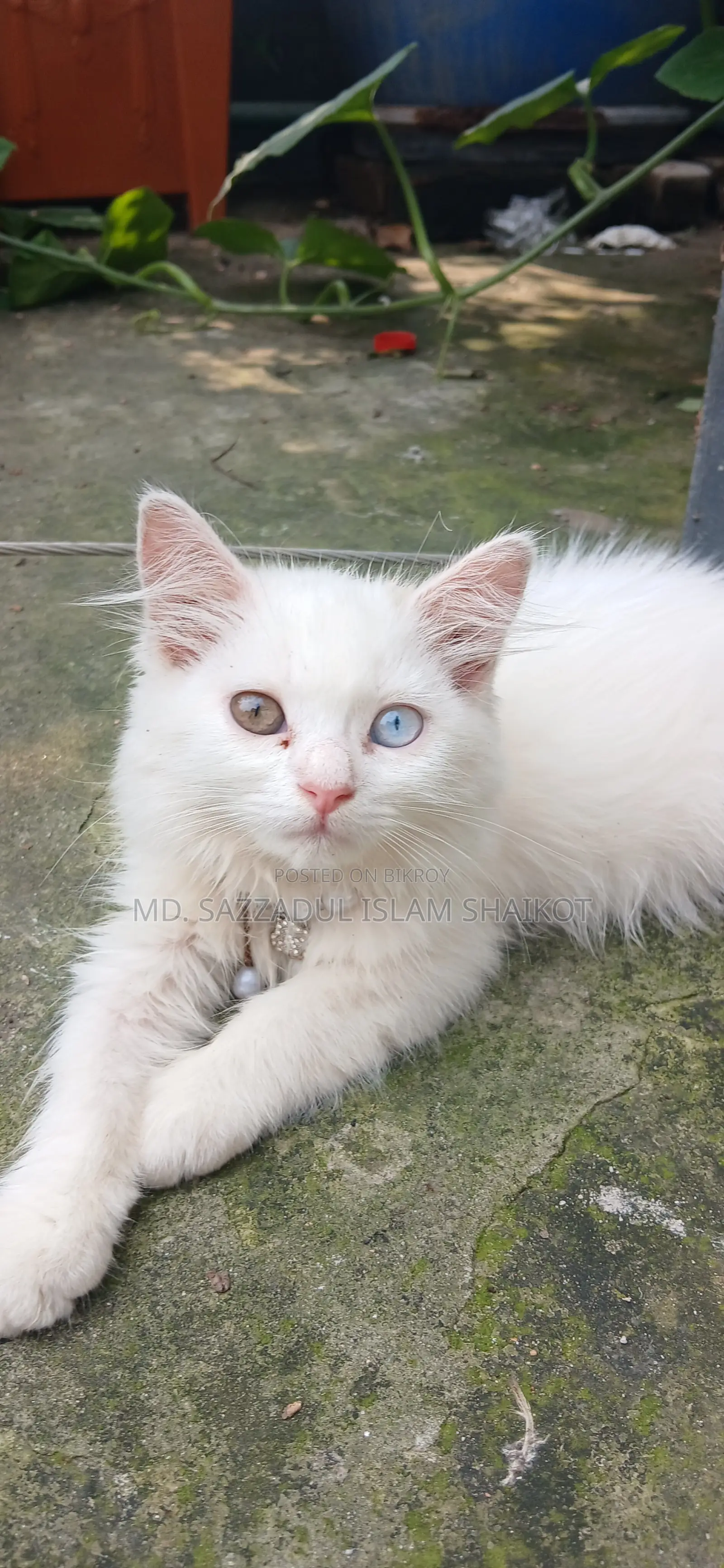 3-6 Months Female Purebred Persian Cat