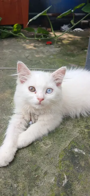 3-6 Months Female Purebred Persian Cat