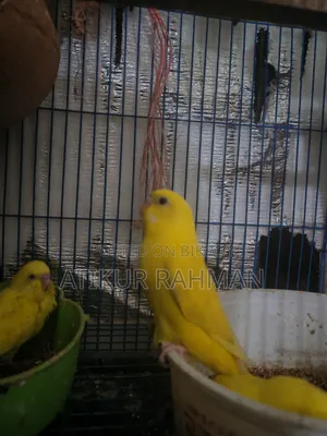 Lutino Tame Size Baby