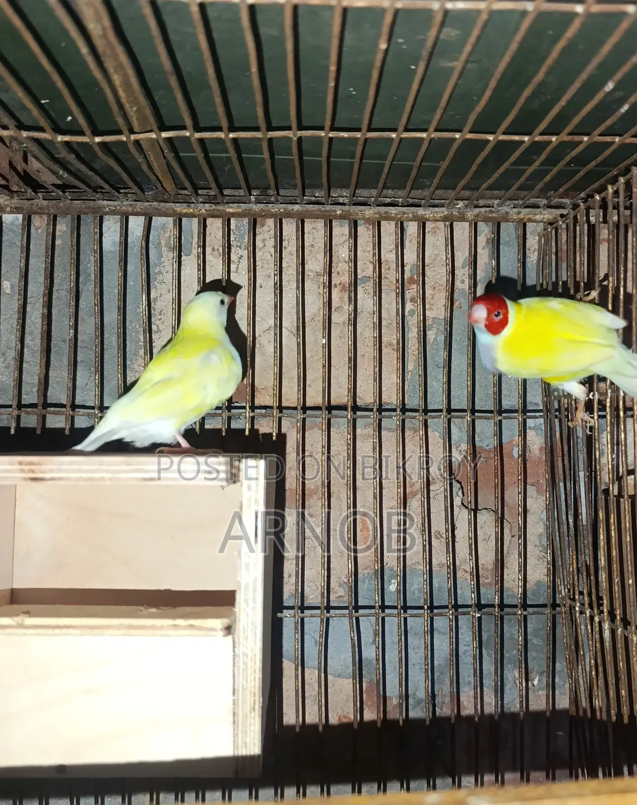Gouldian Finch Breeding Pair