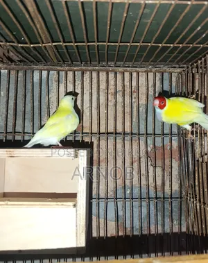 Gouldian Finch Running Pair