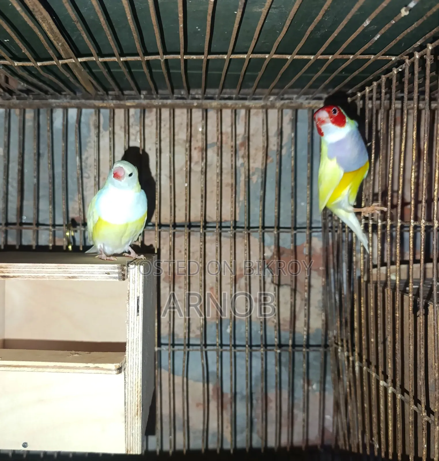 Gouldian Finch Breeding Pair