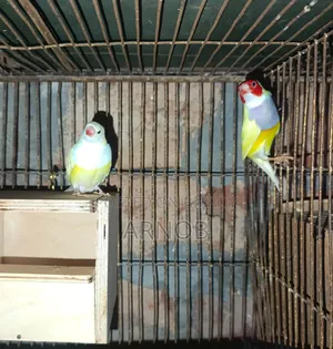 Gouldian Finch Breeding Pair