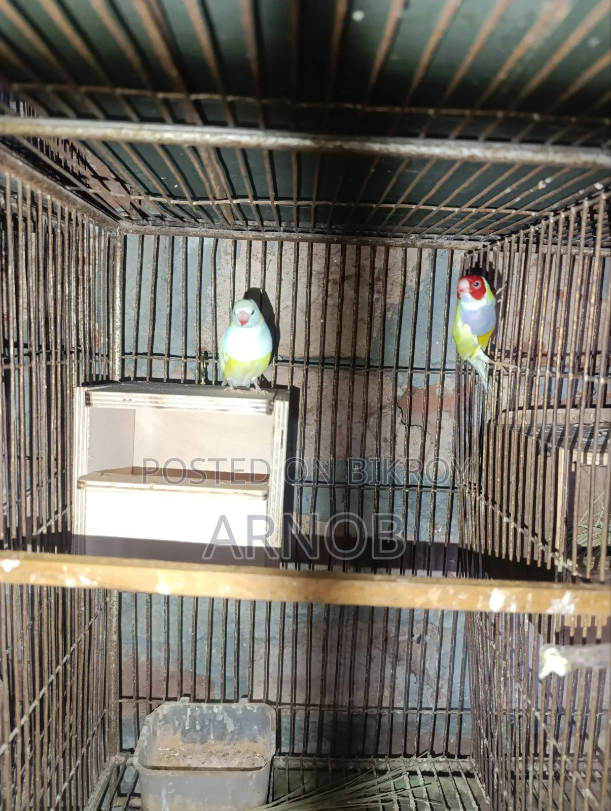 Gouldian Finch Breeding Pair
