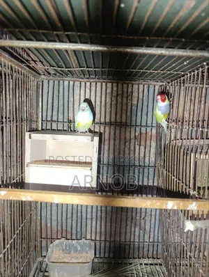Gouldian Finch Breeding Pair