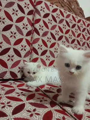 1-3 months Female Purebred Turkish Angora