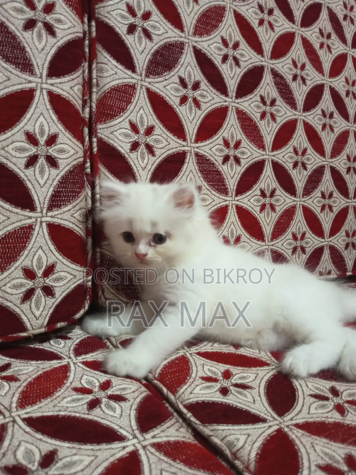 1-3 Months Female Purebred Turkish Angora