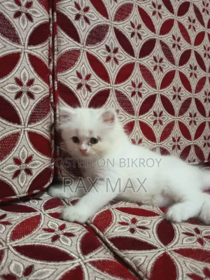 1-3 Months Female Purebred Turkish Angora