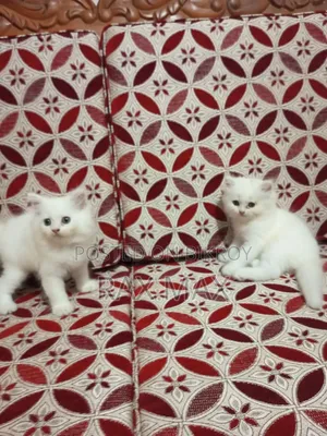 1-3 Months Female Purebred Turkish Angora