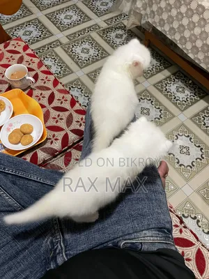 1-3 Months Female Purebred Turkish Angora